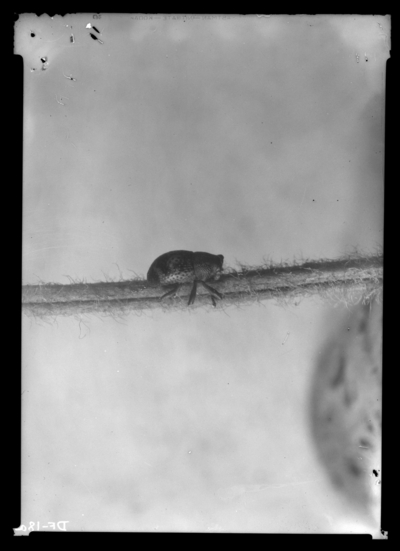 Crown borer adult posed on petiole of strawberry leaf. 5/4/1937