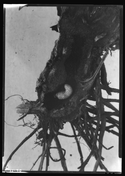 Crown borer grub in crown of injured strawberry plant. 8/5/1937