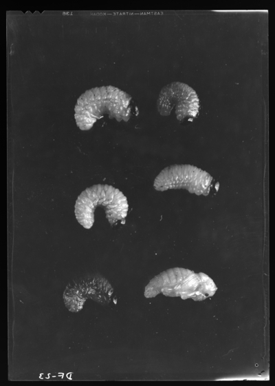 Large crown borer larva, prepupae, pupae. 8/5/1937