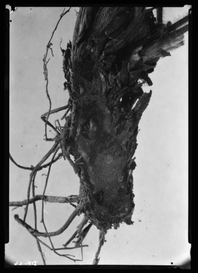 Crown borer adult in pupa cell of injured plant. 7/20/1937