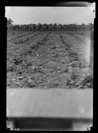 Close up view of nursery patch free of crown borer in Princeton, Kentucky. 6/29/1937