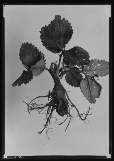 Crown borer strawberry plant in McCracken County. 9/26/1936