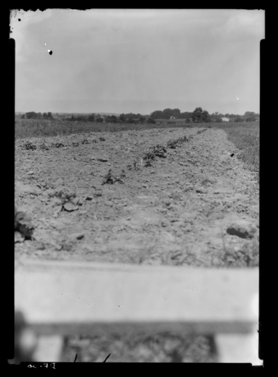 Close up view of plants in crown borer varietal test plots in Princeton, Kentucky. 1937