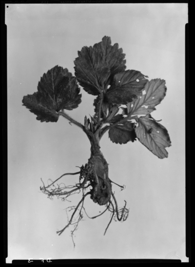 Crown borer strawberry plant showing adult and larvae in McCracken County. 9/27/1936