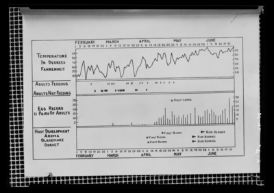 Chart of strawberry crown borer spring activity as correlated with weather and host development. 12/3/1937