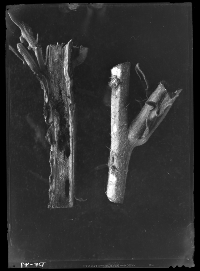 Oenothera laciniata showing egg scars of T. faveolata and tunnels of larvae. 6/15/1937