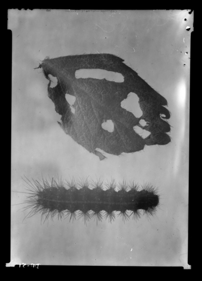 Full grown apantesis larva and injured strawberry leaf. 4/6/1937