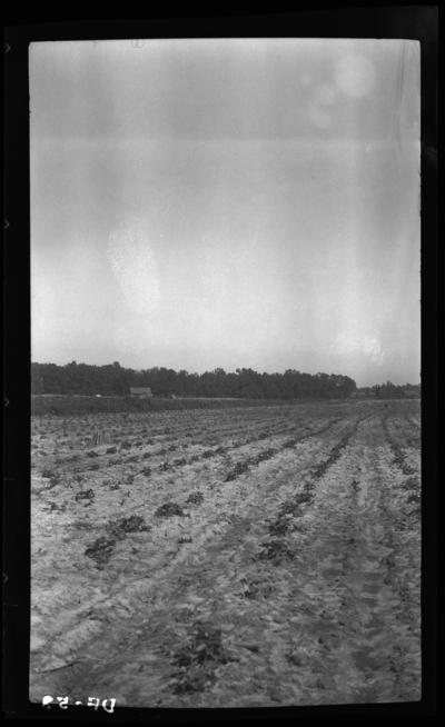 Seaton patch practicallyl free of crown borer near Kevil, Kentucky. 6/25/1937