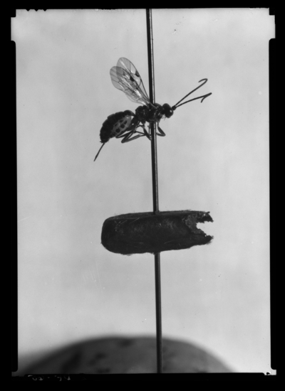 Codling moth parasite adult and cocoon aenoplex carpocapsae. 5/2/1938