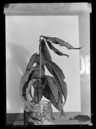 Twig of peach wilted by oriental fruit moth. 5/27/1938