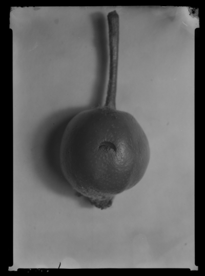 Egg puncture of plum curculio on apple. 5/7/1938