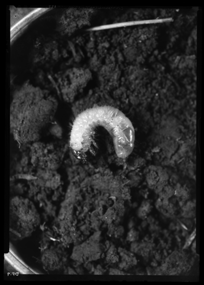 Ochrosidia immaculata, #3 grub. 11/2/1936