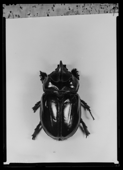 Strategus julianus, coleoptera-scarabaeidae