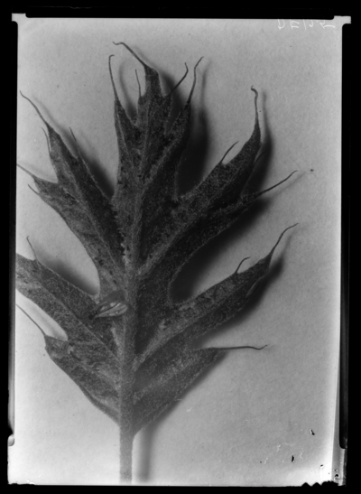 Vein pocket gall midge eggs and adult on pin oak leaf. 5/1/1943
