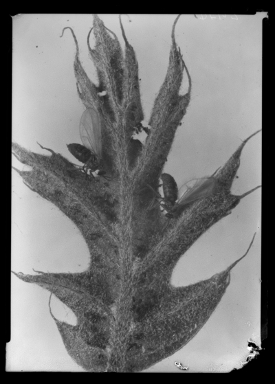 Vein pocket gall midge of pin oak--eggs and adults. 4/28/1942