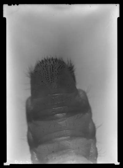 Anomala flavipennis, #3 larvae-raster
