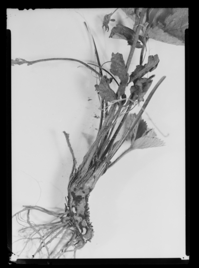 Crown borer injured strawberry plant