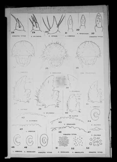 Ritcher dynastid paper, Plate II