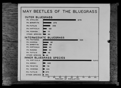 Species abundance of May beetles in the 3 bluegrass regions