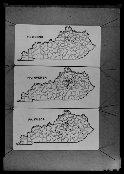 Distrubution maps of Phyllophaga