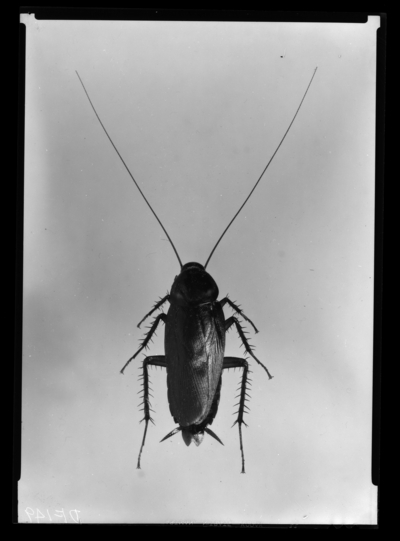 American cockroach adult