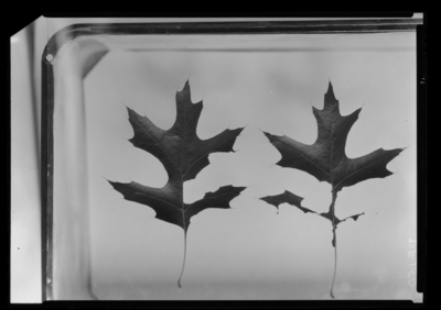 Pin oak leaves injured by feeding phyllophaga ephilida adults. 8/4/1939