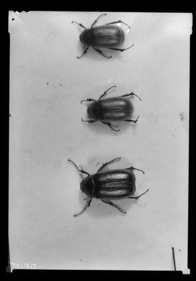 Adults of phyllophaga futilis and phyllophaga tristis. 4/13/1939