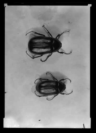 Adults of phyllophaga fusca and phyllophaga. 4/13/1939