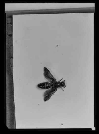 Adult elis female, parasite of phyllophaga. 6/19/1939