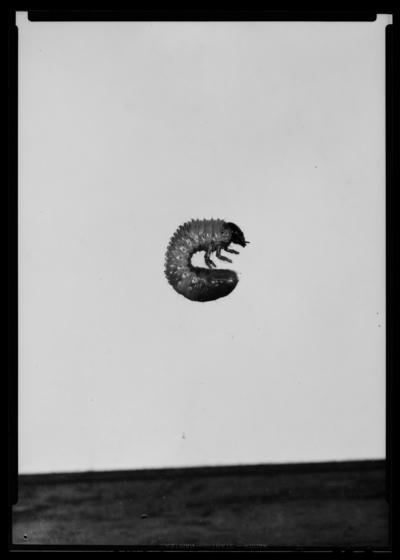 Third stage larva of cyclocyphala immaculata. 4/13/1939