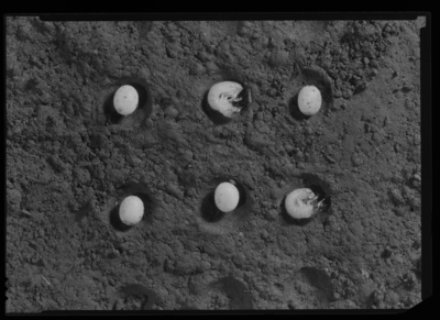 Phyllophaga futilis newly hatched larvae and eggs. 6/12/1939