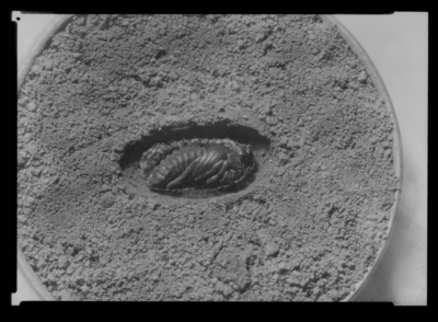 Ochrosidia immaculata pupa in pupal cell. 4/13/1939