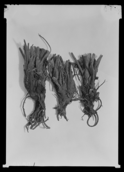 White grub (phyllophaga) injury to strawberry plants. 7/13/1938