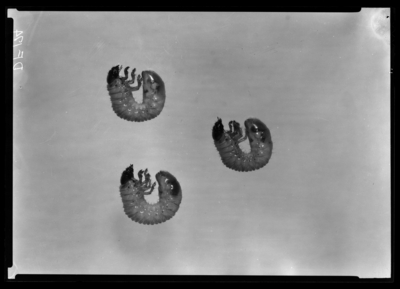 3 Phyllophaga hirticula #3 grubs. 1/6/1939