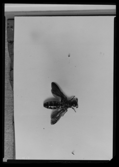 Adult elis female parasite of white grub pupa. 6/16/1939