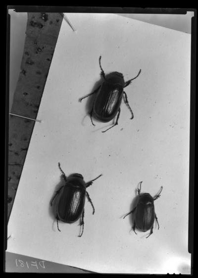 Adults of phyllophaga hirticula phyllophaga fervida phyllophaga micans. 1/6/1939