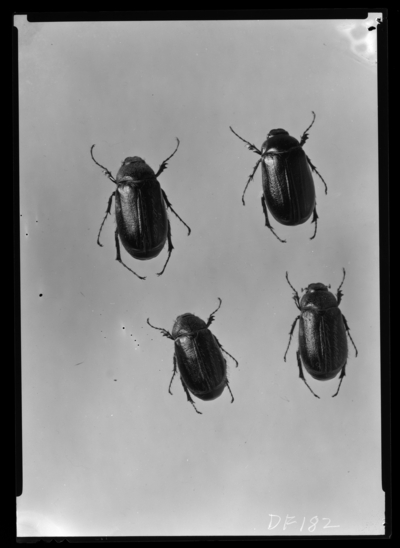 3 phyllophaga herticula and 1 female phyllophaga fervida. 11/7/1939