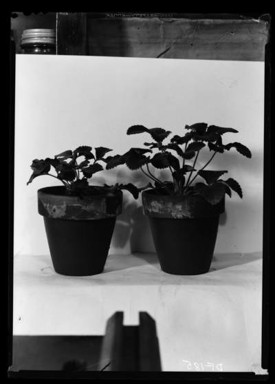 Blakemore strawberry plants, fumigated and unfumigated. Showing stimluation of growth in fumigated plant. 2/6/1941