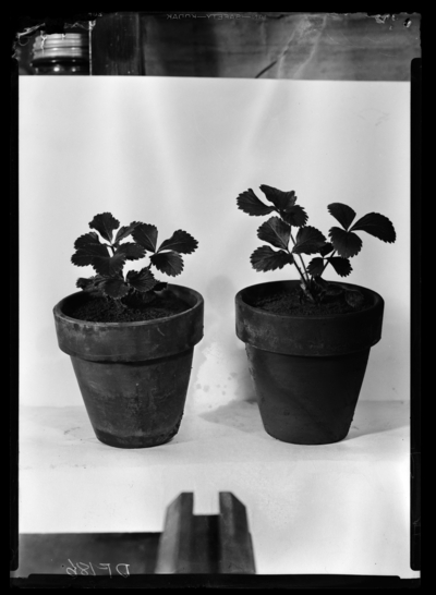 Premier plants, fumigated and unfumigated 3 pounds 2 hours 41 - 1C showing stimulation of growth in plant fumigated with methyl bromide. 2/6/1941