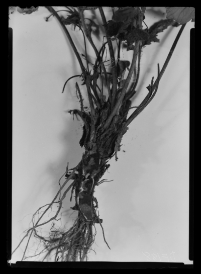 Crown borer infested strawberry plant. 6/18/1941