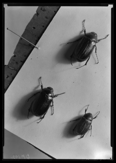 Adults of phyllophaga hirticula fervida phyllophaga micans. 11/6/1939