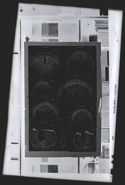 Plate II of Ritcher rutelinae paper. Dec-47
