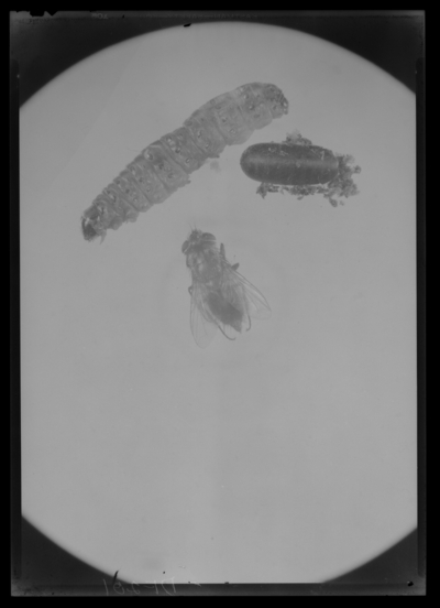 Lydella parasite of European corn borer. 8/27/1946