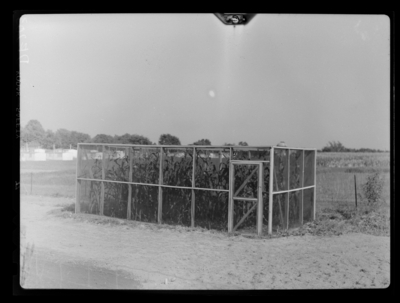 Cage for study of European corn borer at Experiment Station Farm. Sep-46