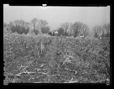 High stubble in field heavily infested with European corn borer, which is 2 miles out on Nichoasville Pike. 11/14/1946