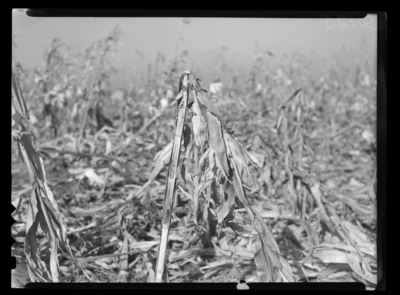 Corn plant broken over by corn borer. Fall 1946