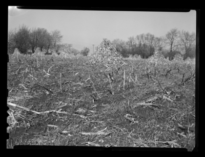 High stubble in corn field heavily infested with European corn borer, which is 2 miles out on Nicholasville Pike. 11/14/1946