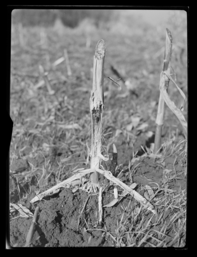 European corn borer larva in high stubble; stuble tunneled thru, which is 2 miles out on Nicholasville Pike. 11/14/1946