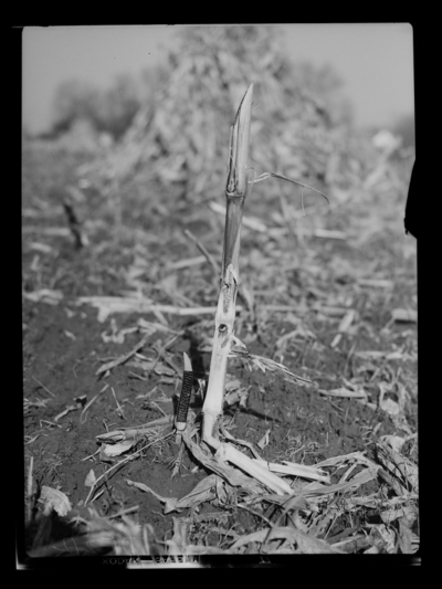 European corn borer larva in high stubble of corn, which is 2 miles out on Nicholasville Pike, Fayette County. 11/14/1946