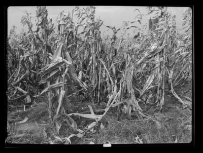 Single crosses damaged by European corn borer that is On the Station Farm. 11/6/1946